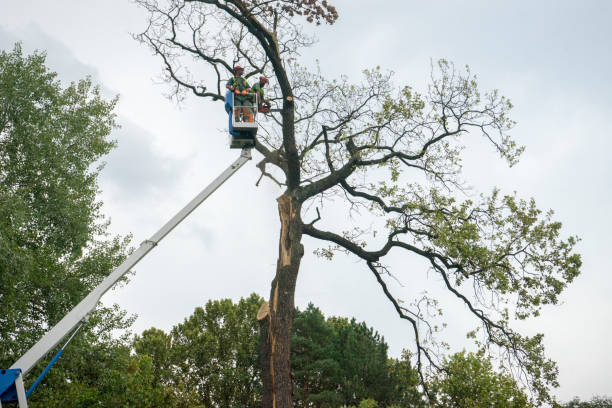 Best Tree Disease Treatment  in Saybrook Manor, CT