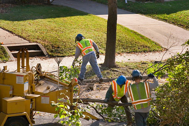 Best Tree Health Inspection  in Saybrook Manor, CT