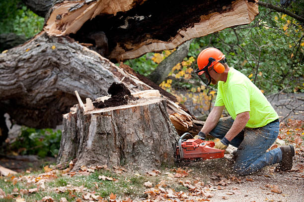 Best Root Management and Removal  in Saybrook Manor, CT